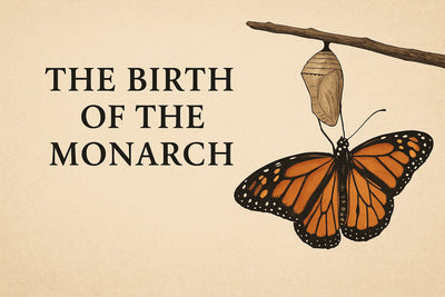 The Birth of the Monarch | How a name became a destiny.